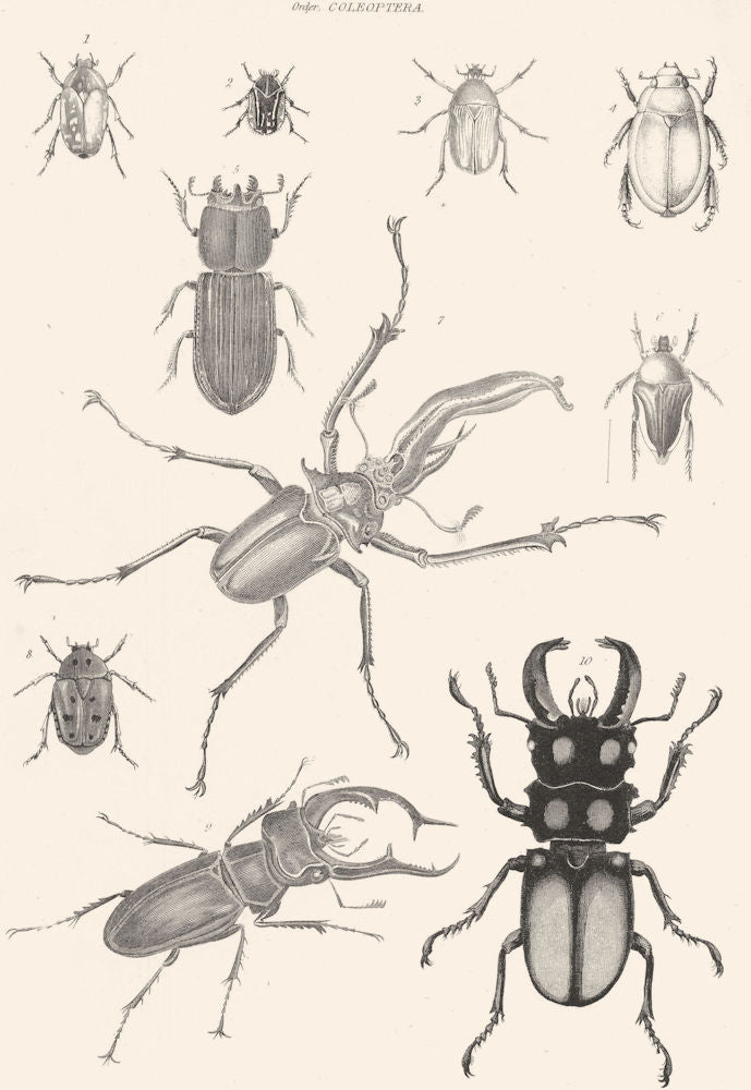 INSECTS. Entomology; Rose- Beetles; Stag- Beetles; Calloodes 1860 old print